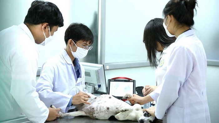 Sau khi bạn đã nắm được ngành thú y học trường nào, sau đó cần chọn trường để theo học để có kiến thức nghề