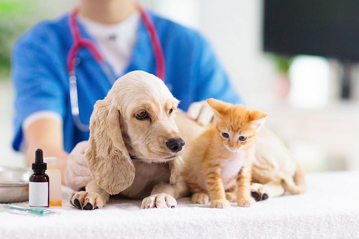 Trước khi bạn tìm hiểu ngành thú y học trường nào thì cần biết ngành tuyển sinh khối nào để có sự chuẩn bị tốt nhất