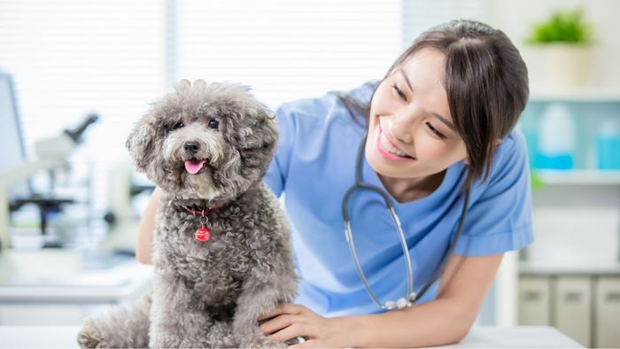 Ngành Thú y (mã ngành 7640101) hiện là lựa chọn của nhiều bạn trẻ đam mê chăm sóc sức khỏe vật nuôi, yêu thích sinh học – y học