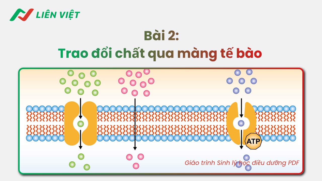 Sinh lý học điều dưỡng PDF