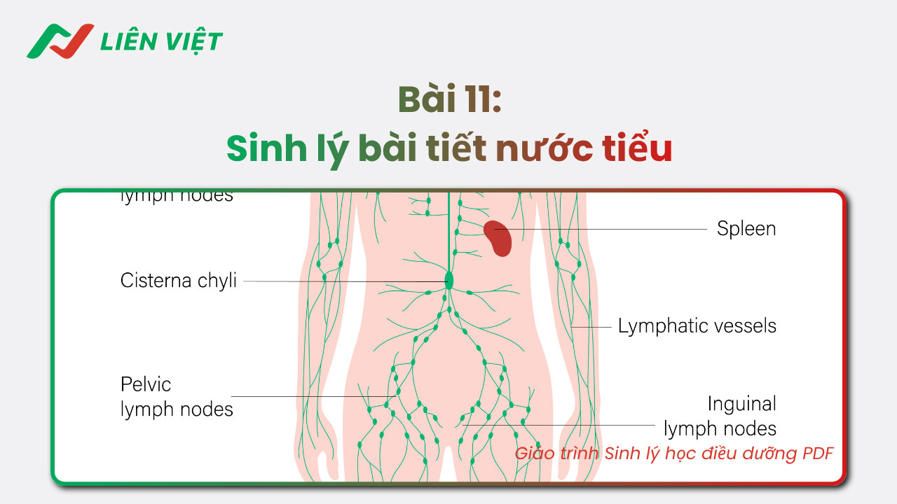 Sinh lý học điều dưỡng PDF
